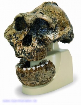 Schädelreplikat Australopithecus boisei (KNM-ER 406 + Omo L7A-125)
