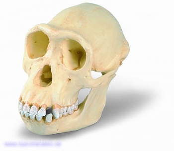 Schimpansenschädel, (Pan troglodytes feminam), weiblich, Replikat