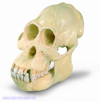 Orang-Utanschädel (Pongo pygmaeus masculum), männlich, Replikat