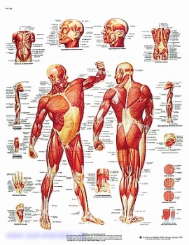 Lehrtafel - Die menschliche Muskulatur