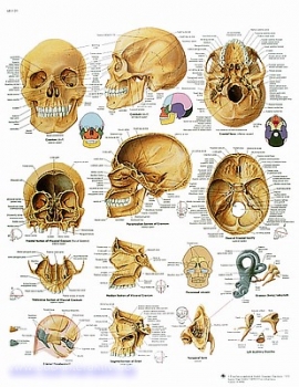 Lehrtafel - Der menschliche Schädel