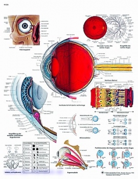 Lehrtafel - Das menschliche Auge