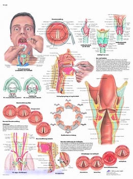 Lehrtafel - Der Kehlkopf