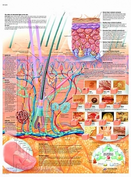 Lehrtafel - Die Haut