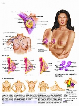 Lehrtafel - Die weibliche Brust - Anatomie, Pathologie und Selbstuntersuchung