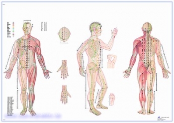 Lehrtafel - Körperakupunktur