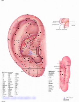 Lehrtafel - Ohrakupunktur