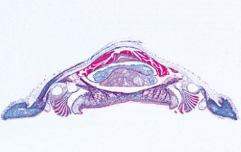 Weichtiere (Mollusca) - Deutsch