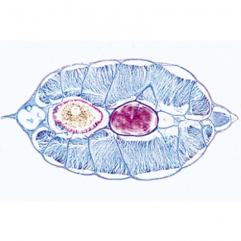Schädellose Tiere (Cephalochordata) - Deutsch