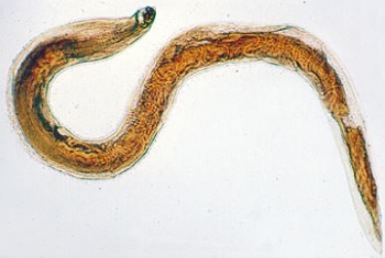 Parasitologie - Deutsch