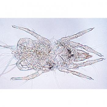 Unsere Umwelt IV. Die Luftverschmutzung und Allergene - Deutsch