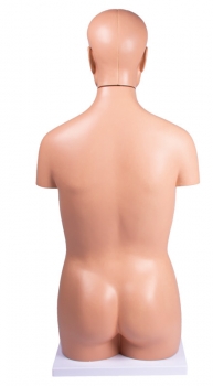 Torso, geschlechtslos, 12 Teile