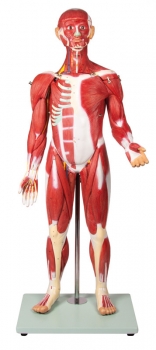 Muskelfigur 30 Teile, 85 cm