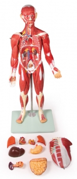 Muskelfigur 30 Teile, 85 cm