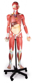 Muskelfigur, 2/3 Lebensgröße, 32 Teile