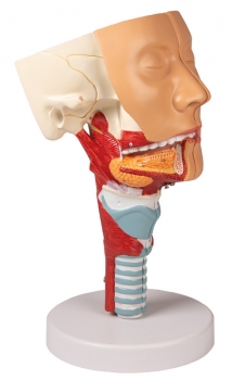 Kopf mit Rachen und Kehlkopf