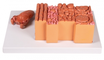 Zunge und Zungengewebe