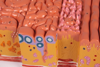 Zunge und Zungengewebe