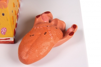 Zunge und Zungengewebe