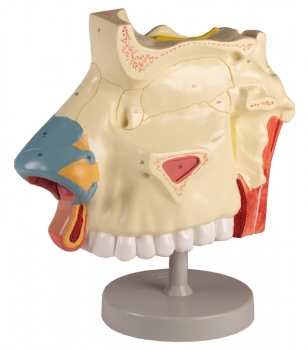 Nasenhöhle, 3 Teile