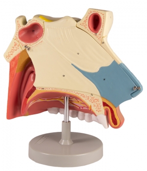 Nasenhöhle, 3 Teile