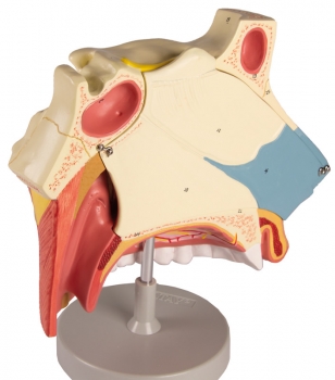 Nasenhöhle, 3 Teile