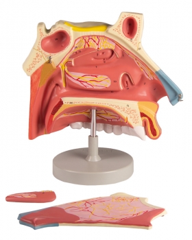 Nasenhöhle, 3 Teile