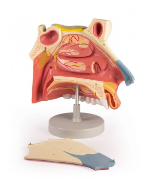 Nasenhöhle, 3 Teile