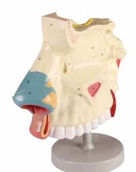 Nasenhöhle, 3 Teile