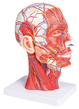 Kopfhälfte, natürliche Größe