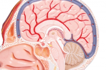 Kopfhälfte, natürliche Größe