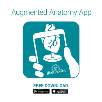 Anatomische Gehirnhälfte, lebensgroß - EZ Augmented Anatomy