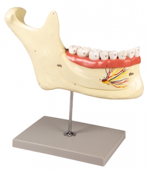 Unterkiefer, 6 Teile