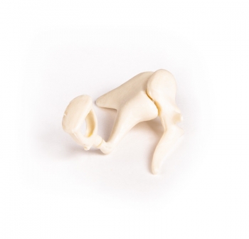 Gehörknöchelchen, 3fache Lebensgröße