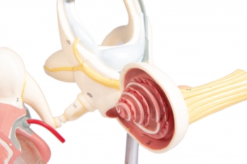 Labyrinth mit Gehörknöchelchen und Trommelfell