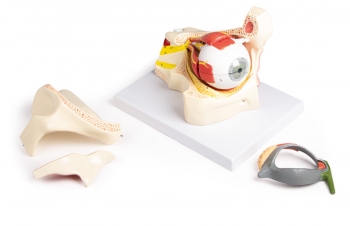 Auge mit Augenhöhle und Augenlid