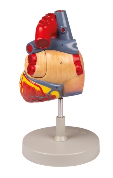 Herzmodell, 2-fache Lebensgröße, 4 Teile