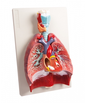 Lunge, Herz und Kehlkopf, 7 Teile