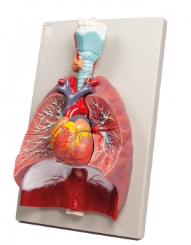 Lunge, Herz und Kehlkopf, 7 Teile