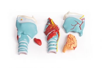 Kehlkopfmodell, 2-fache Größe, 5-teilig