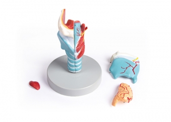 Kehlkopfmodell, 2-fache Größe, 5-teilig