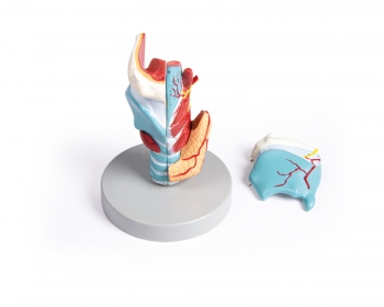 Kehlkopfmodell, 2-fache Größe, 5-teilig