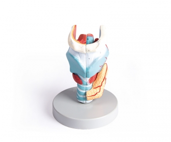 Kehlkopfmodell, 2-fache Größe, 5-teilig