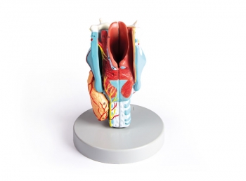 Kehlkopfmodell, 2-fache Größe, 5-teilig