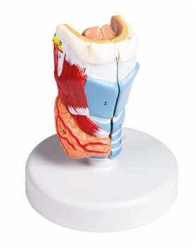 Kehlkopfmodell, nat. Größe, 2-teilig