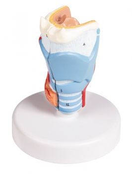 Kehlkopfmodell, nat. Größe, 2-teilig