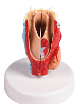 Kehlkopfmodell, nat. Größe, 2-teilig