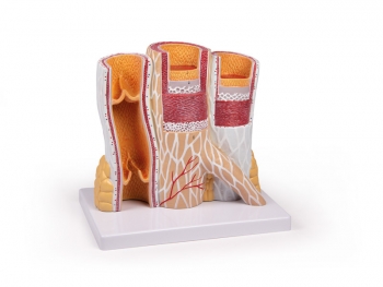 Arterie und Venen Modell, 20-fach vergrößert