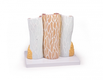 Arterie und Venen Modell, 20-fach vergrößert