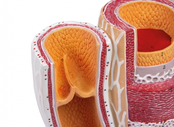 Arterie und Venen Modell, 20-fach vergrößert